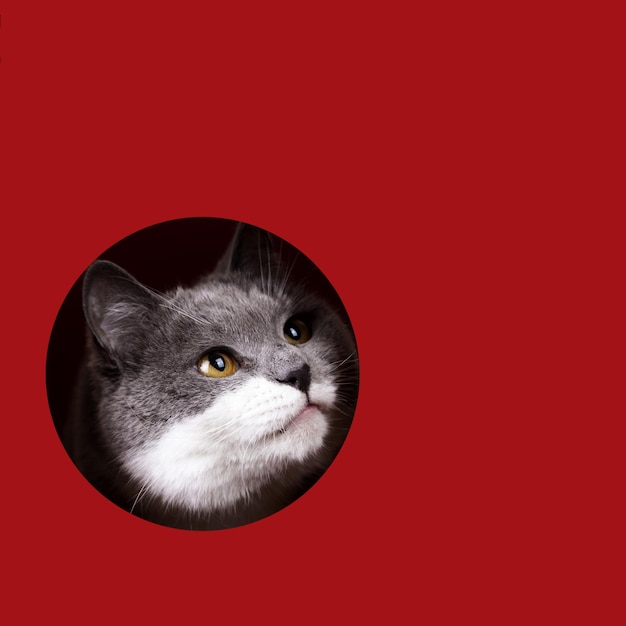 Um gato cinza bonito espreitando de um buraco em um fundo vermelho espaço de cópia de modelo de conceito