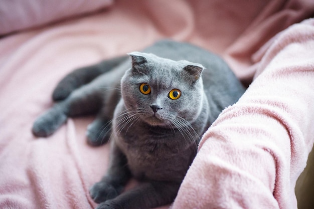 Um gato cinza com olhos amarelos da raça Scottish Fold está deitado no sofá em casa