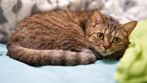 Um gato cinza com olhos verdes deitado sobre um cobertor azul