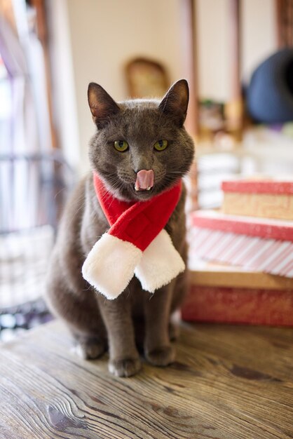 Foto um gato cinza com um chapéu de malha vermelho e um lenço senta-se em um fundo de madeira em decorações de ano novo saco de presentes natal com animais de estimação traje de ano novo para o gato