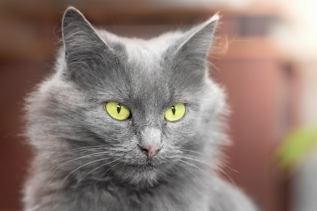 Um gato cinza de olhos verdes, sentado na sala