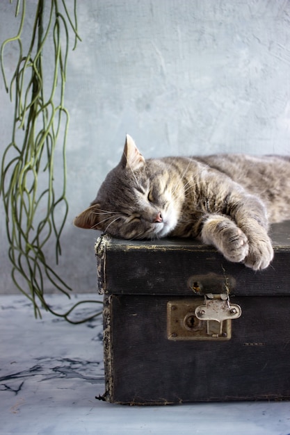 Um gato cinza deitado em uma mala preta