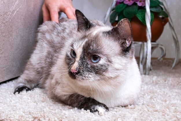 Um gato cinza encontra-se em um tapete cinza fofo