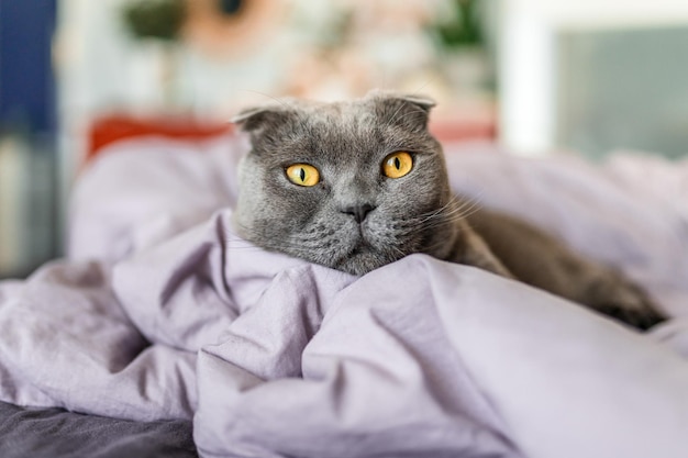 Um gato cinza escocês está em uma cama desfeita em um cobertor amarrotado no quarto