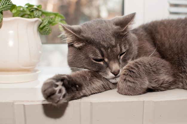 Um gato cinza está deitado e descansando no parapeito da janela