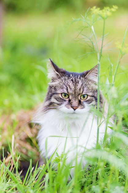 Um gato cinza fofo com um peito branco luxuoso está sentado na grama e olhando para a câmera