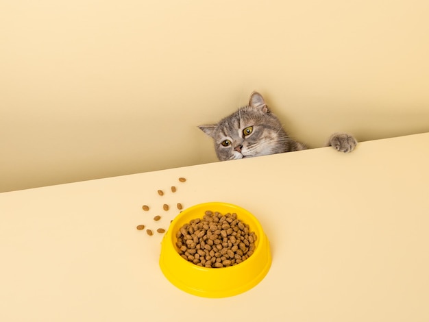 Um gato cinza fofo e uma tigela de comida em um fundo amarelo Alcançando sua comida favorita, pequeno ladrão