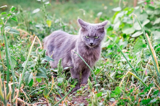 Um gato cinza passa ao longo do caminho no jardim