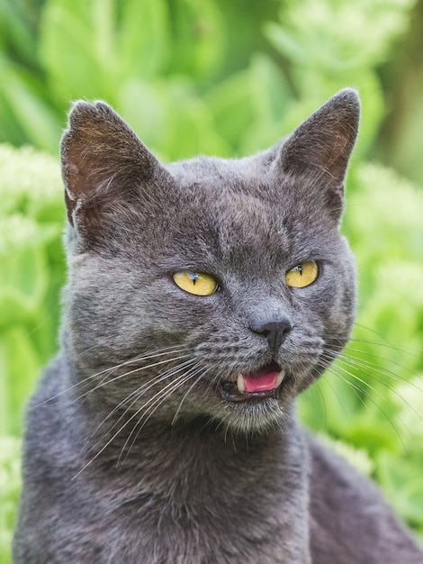 Um gato cinza sentado em um jardim