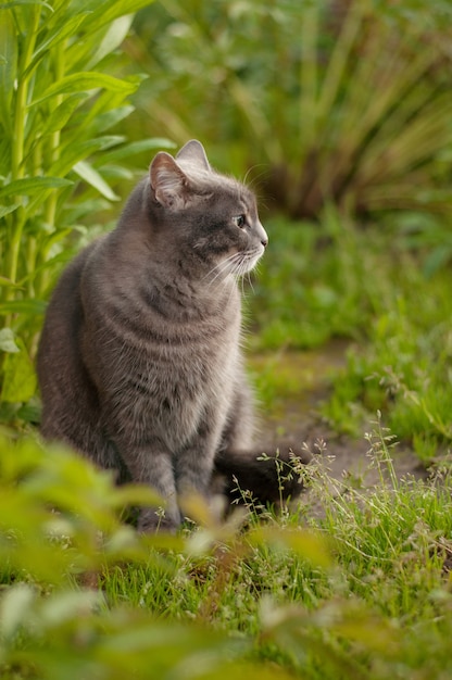 Um gato cinza sentado na grama e olhando de soslaio para o fundo das plantas