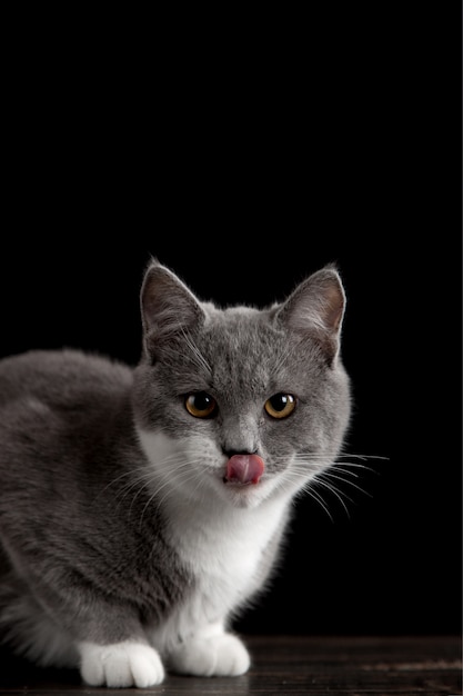 Um gato cinzento bonito em uma parede escura. Animal de estimação fofo brincalhão.