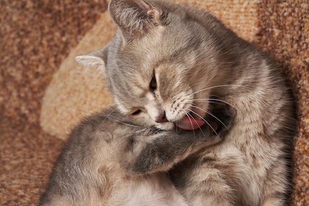 Um gato cinzento com olhos amarelos lava vermelho.