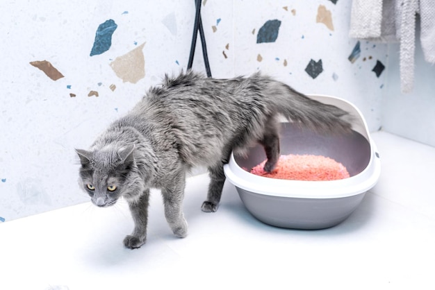 um gato cinzento está de pé em uma banheira com uma bola vermelha nele