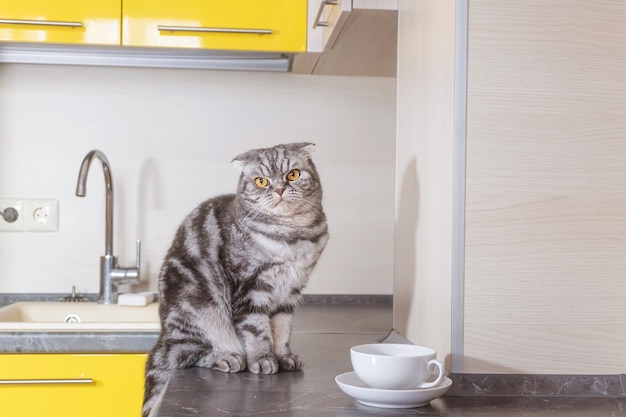 Um gato cinzento scottish fold está sentado em uma mesa na cozinha. o conceito de desmame de animais de estimação de subir na mesa.