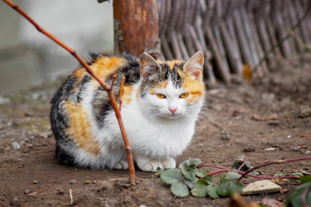 Um gato com manchas pretas e laranja está sentado no chão do jardim