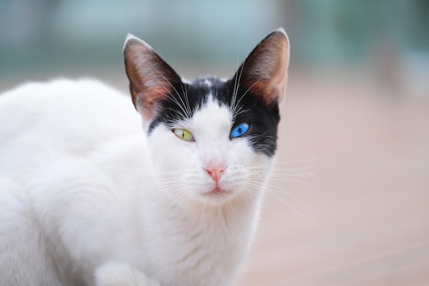 Um gato com olhos de cores diferentes senta-se na rua da cidade