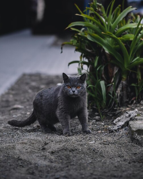 Foto um gato com olhos laranja está no chão.