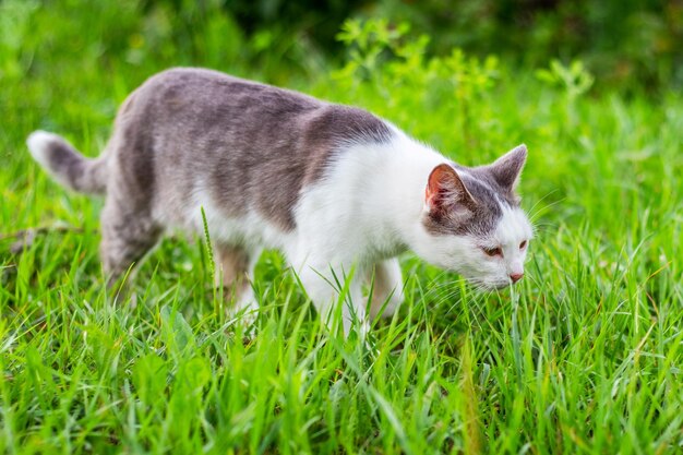 Um gato com pelo branco e cinza caminha no jardim na grama