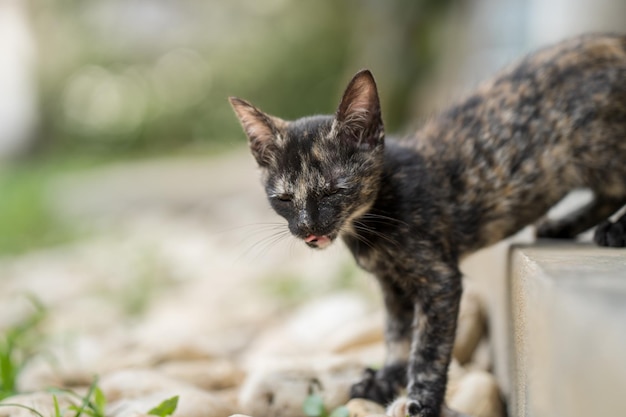 Um gato com rosto preto e manchas marrons no rosto está parado em uma superfície de pedra.