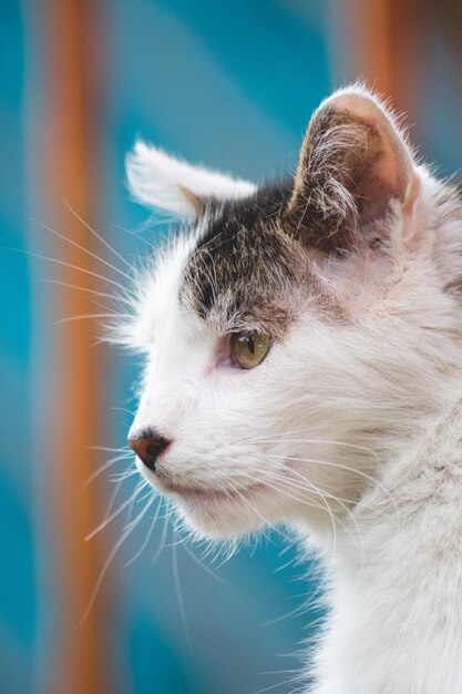 Foto um gato com uma cabeça preta e branca e bigodes.