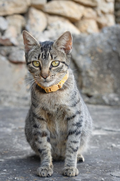 Um gato com uma coleira que diz 'cat'on it