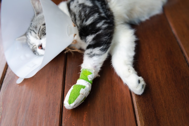 Um gato com uma perna quebrada usando uma coleira elizabetana para se proteger, lambendo a tala, dorme no chão de madeira