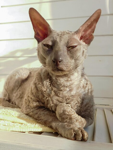 Foto um gato cornish rex deitado em uma colcha um gato cinza