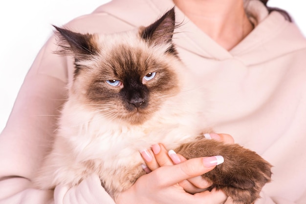 Um gato da raça neva masquerade nos braços de uma menina com um capuz bege isolado dono de animal de estimação