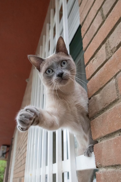 Um gato da raça siamesa no peitoril da janela de sua casa