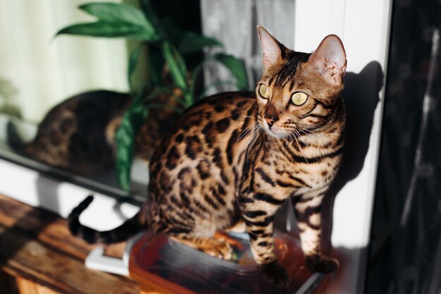 Um gato de Bengala está sentado no interior. O gato dourado. Gato leopardo. Leopardo doméstico. Black spotter tabby