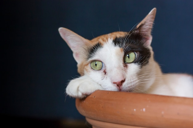 Um gato de chita novo dentro de uma bacia da cerâmica.