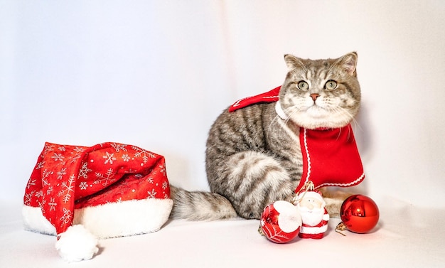 Um gato de Natal fofo conceito de celebração de Natal e ano novo