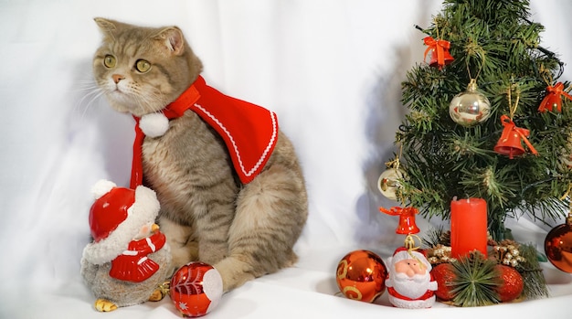 Um gato de Natal fofo conceito de celebração de Natal e ano novo