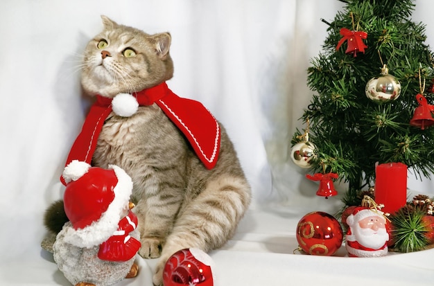 Um gato de Natal fofo conceito de celebração de Natal e ano novo