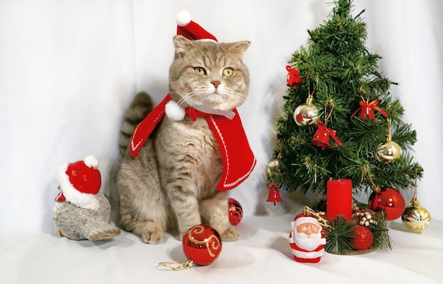 Um gato de Natal fofo conceito de celebração de Natal e ano novo