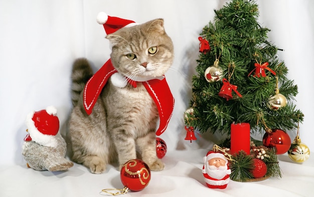 Um gato de Natal fofo conceito de celebração de Natal e ano novo