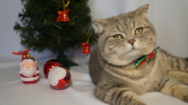 Um gato de Natal fofo conceito de celebração de Natal e ano novo