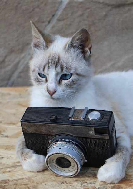 Foto um gato de olhos azuis e uma câmera no chão