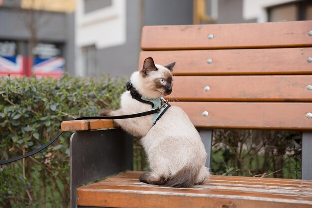 Um gato de olhos azuis passeando no parque Perfeito para transmitir tranquilidade e explorar a ideia de n