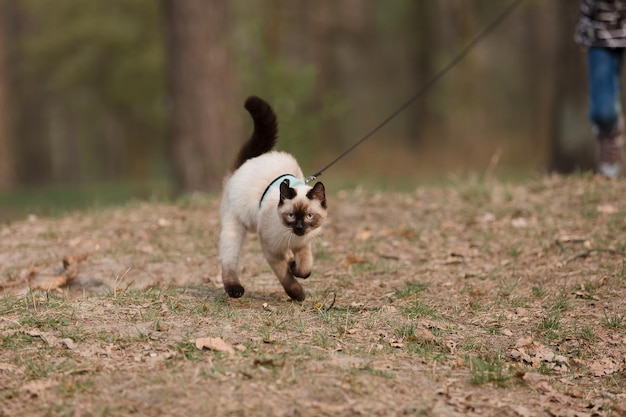Um gato de olhos azuis passeando no parque Perfeito para transmitir tranquilidade e explorar a ideia de n