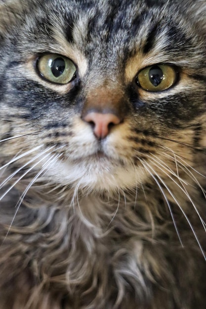 Um gato de olhos verdes e nariz marrom