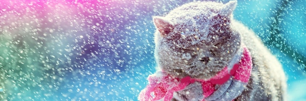 Um gato de pelo curto britânico azul em um cachecol de malha senta-se na neve durante uma queda de neve