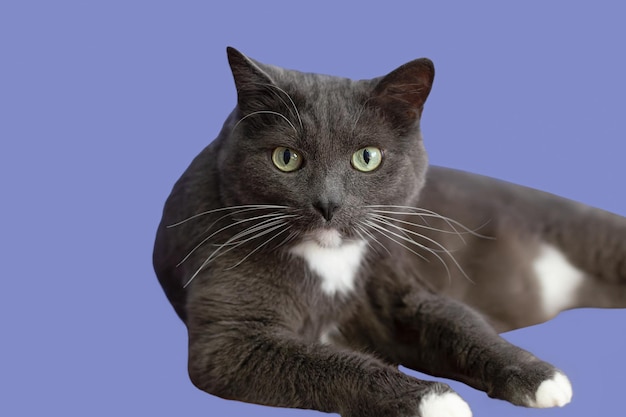 Um gato de pelo curto em um fundo azul Retrato Animais de estimação Feriados e eventos