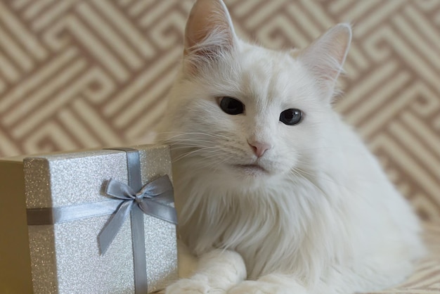 Um gato de raça pura e uma caixa de presente Animais de estimação Feriados e eventos