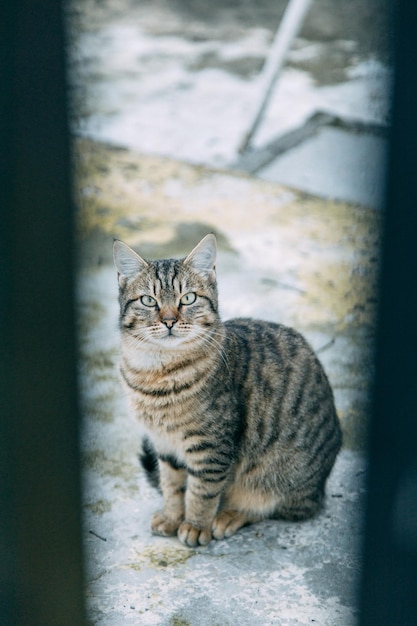 Um gato de rua abandonado assiste atrás das grades ajudando gatinhos sem-teto