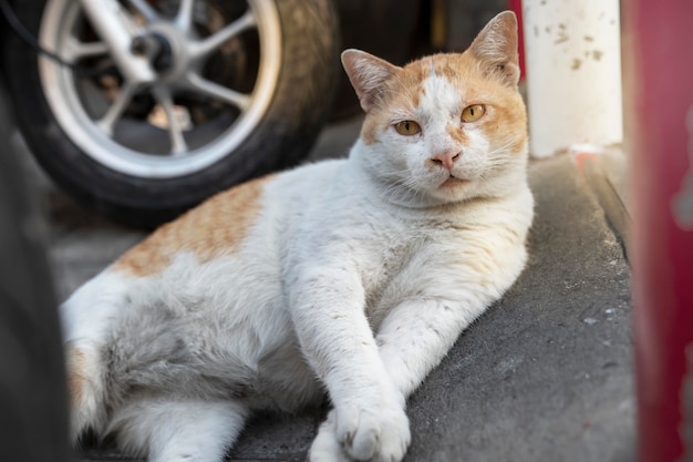 Um gato de rua adulto, de cor branca e vermelha, calmamente fica na calçada entre motocicletas. retrato. demonstra calma e confiança