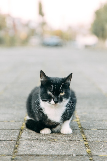 Um gato de rua com um olho ferido Ajudando animais abandonados