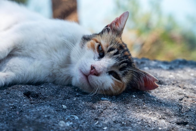 Um gato de rua dorme nas rochas sob uma árvore à sombra de pinheiros contra o mar azul em um dia ensolarado de verão