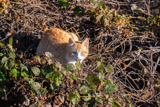 Um gato de rua em um telhado coberto de plantas