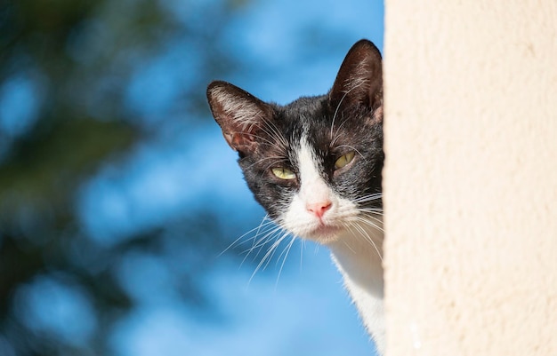 Um gato de rua espreita por trás de uma parede e nos observa com desconfiança